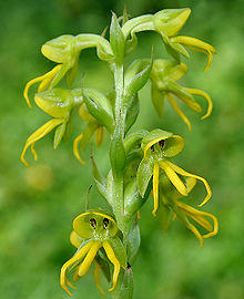 Habenaria marginata (Golden Yellow Habenaria) W IMG 1983.jpg