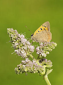 Lycaena phlaeas LC0308.jpg