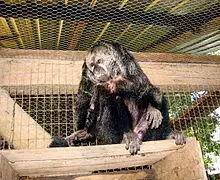 Monk saki monkey.JPG