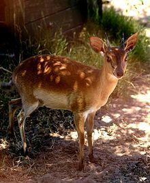 Neotragus moschatus Tygerberg Zoo.jpg