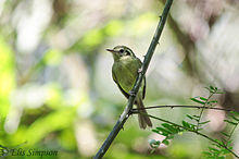 São Paulo Tyrannulet (Phylloscartes paulista).jpg