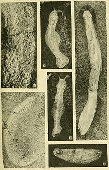 Walcott Cambrian Geology and Paleontology II plate 22.jpg