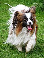 Papillon running (cropped).JPG