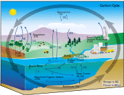 Diagram of the carbon cycle