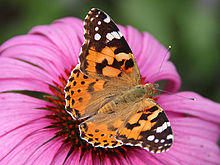 0 Belle-dame (Vanessa cardui) - Echinacea purpurea - Havré (3).jpg