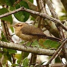 Campylorhynchus turdinus-Thrush-like Wren.JPG