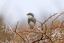 Diuca diuca -Argentina-6.jpg