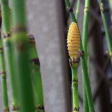 Equisetum hyemale.jpg