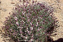Erysimum-scoparium.jpg