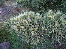 Hakea corymbosa.JPG
