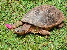 Helmeted Terrapin (Pelomedusa subrufa) (17974863358).jpg