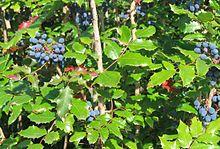 Mahonia aquifolium.jpg