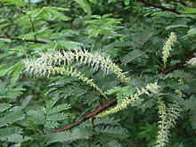 Mimosa tenuiflora — João de Deus Medeiros 002.jpg