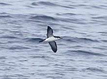 NEWELL'S SHEARWATER (4-27-2018) holo-holo boat, coast and lehua island, out of port allen, kauai co, hawaii - (2) (41352713635).jpg