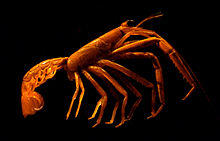 Neoglyphea inopinata cropped.JPG