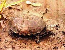 Pelusios subniger subniger - adult Pan Terrapin.jpg