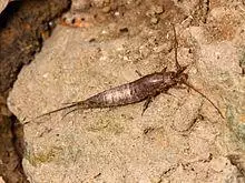 Rock bristletail.JPG