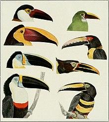 The American Museum journal (c1900-(1918)) (18162951191).jpg