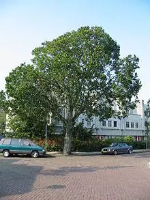 Ulmus glabra Exoniensis 030904 amsterdam brink.jpg