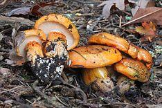Tricholoma aurantium 274780.jpg