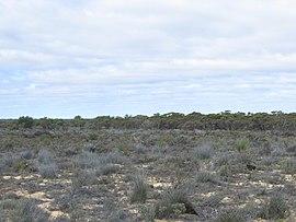 Boorabbin NP VIII-2009.jpg