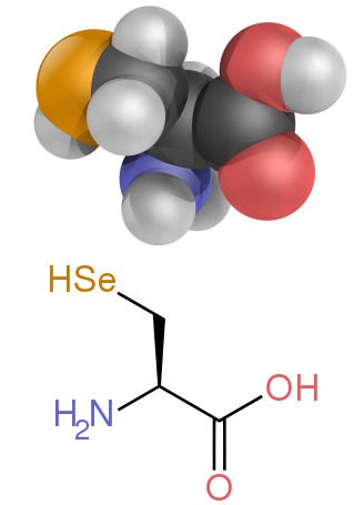A diagram showing the structure of selenocysteine