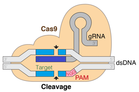 GRNA-Cas9-colourfriendly.png