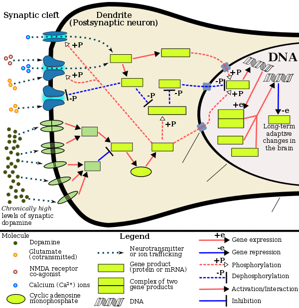 The signaling cascade involved in psychostimulant addiction