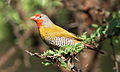 Green-winged Pytilia, Pytilia melba at Pilanesberg National Park, Northwest Province, South Africa (17303689060).jpg