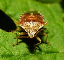 2013-06-04 15-34-47-Hemiptera.JPG