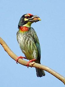 Coppersmith Barbet (Megalaima haemacephala) by Shantanu Kuveskar.jpg