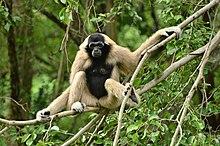 Female crowned gibbon on the tree.jpg