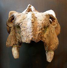 Kannemeyeria erithrea.JPG