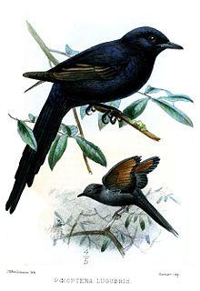 PoeopteraLugubrisKeulemans.jpg