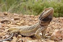 Pogona barbata (6321792080).jpg