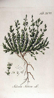 Salsola sativa Ypey96.jpg