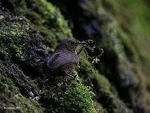 Scaly-breasted Wren Babbler I IMG 6872.jpg