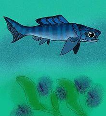 Selenosteus brevis.jpg