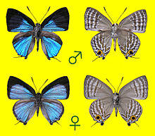 Sinthusa natsumiae, male and female.JPG