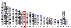 Chromosome 9 (human)