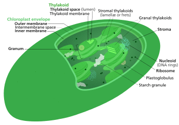 The internal structure of a chloroplast