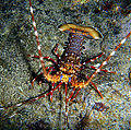 Panulirus longipes Réunion.JPG