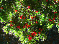 Yew Berries.jpg