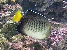 Apolemichthys xanthurus 2.JPG