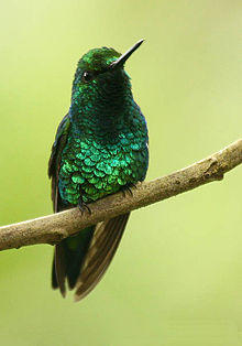 Chlorostilbon melanorhynchus (male) -NW Eduador-8.jpg