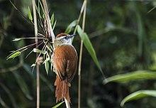 Cranioleuca marcapatae - Marcapata Spinetail (nominate ssp.).jpg