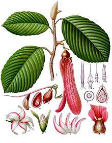 Dipterocarpus retusus - Köhler–s Medizinal-Pflanzen-054.jpg