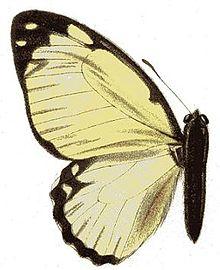 Graphium levassori.JPG