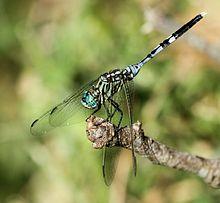 Male Orthetrum stemmale 004990-1.jpg