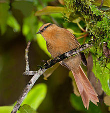 Philydor rufum -Reserva Guainumbi, Sao Luis do Paraitinga, Sao Paulo, Brasil-8.jpg